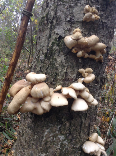 Mushroom Oyster