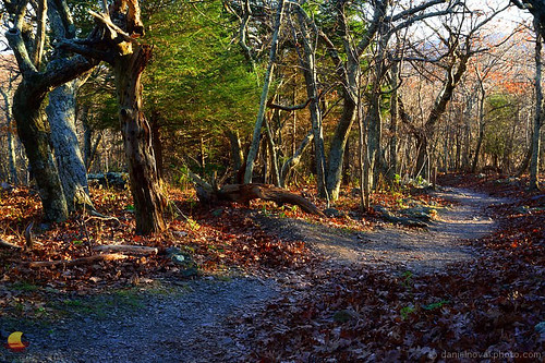 luray virginia unitedstates trees trail path hike hiking outdoors etbtsy fall autumn colors foliage stonyman shenandoah nationalpark park va landscape photography nature woods