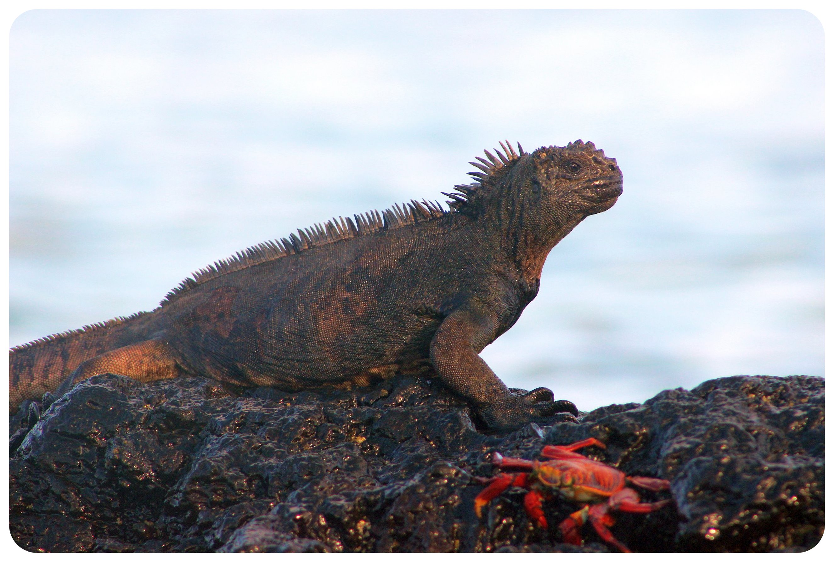 galapagos island iguana