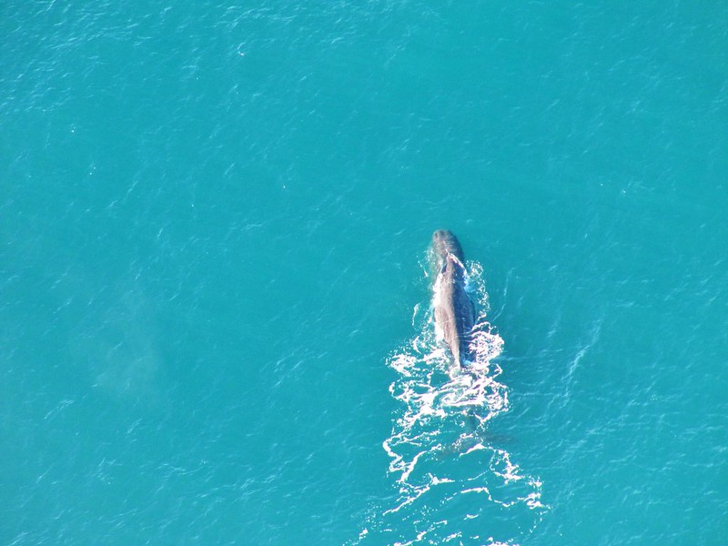Kaikoura whale watching - sperm whale in Kaikoura