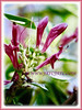 Graptophyllum pictum ‘Aurea Variegata’ (Caricature Plant, Jamaican Croton))