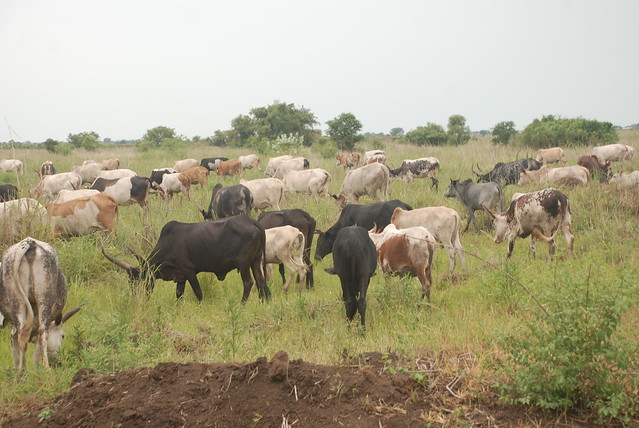 Cattle grazing in Gambella region, Ethiopia