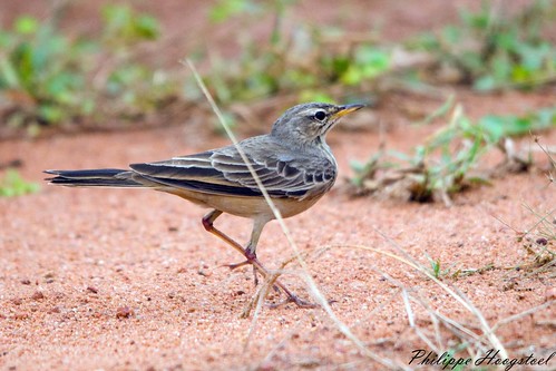ghana greateraccra tema aves passeriformes motacillidae anthus anthusleucophrys pipit