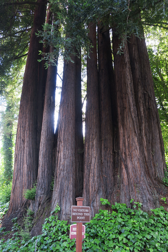 Image result for redwood tree