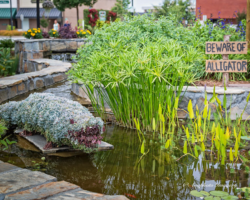augphotoimagery pond alligator creative plants sculpture topiary unusual greenwood southcarolina unitedstates