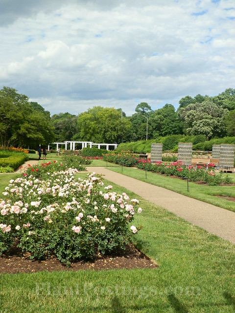 rose garden 3
