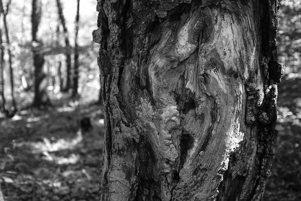 Old birch tree