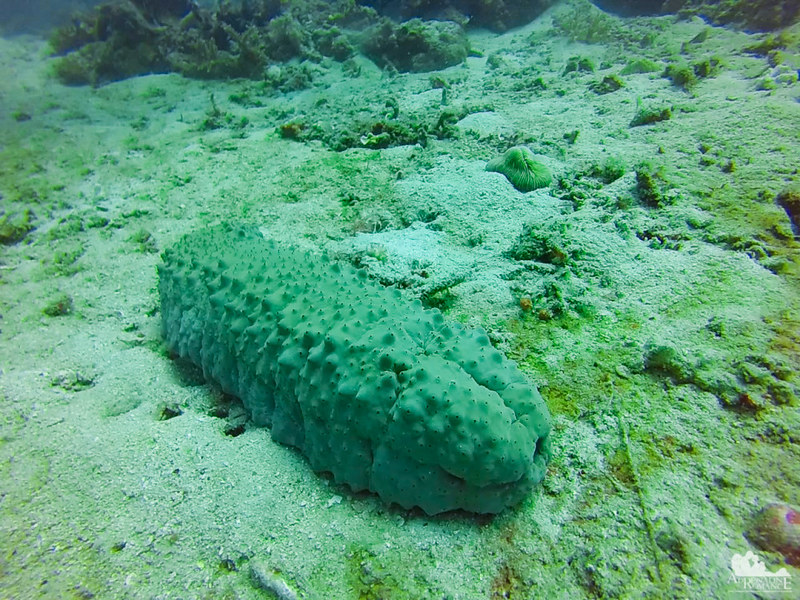 Sea cucumber