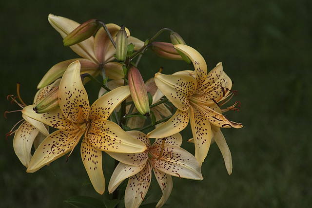 A Bunch of Lilies
