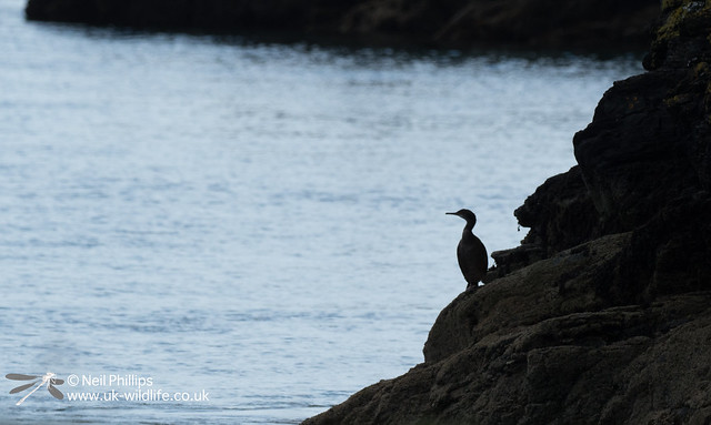 Juvenile shag on a rock in Looe Harbour