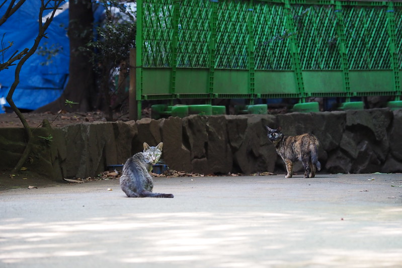 東池袋中央公園の猫。若いキジ虎とサビ虎