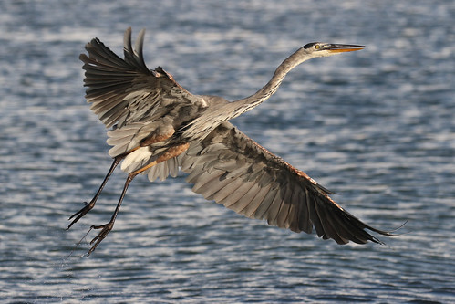 bird bif flight ft desoto st pete wildlife nature shore gulf mexico