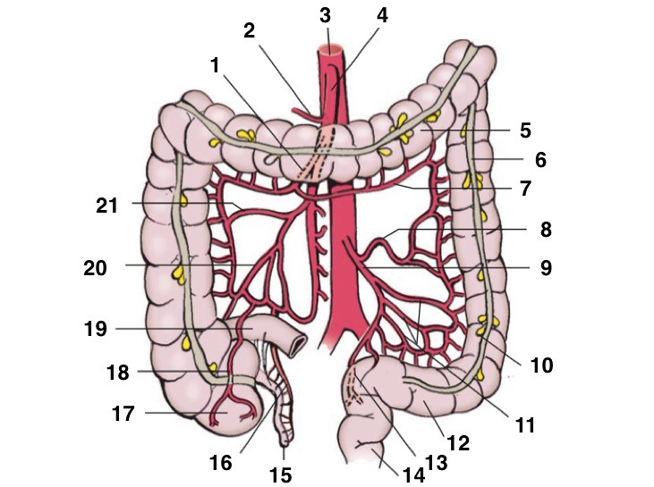 Colon and Arterial Supply Quiz - By thebcom711