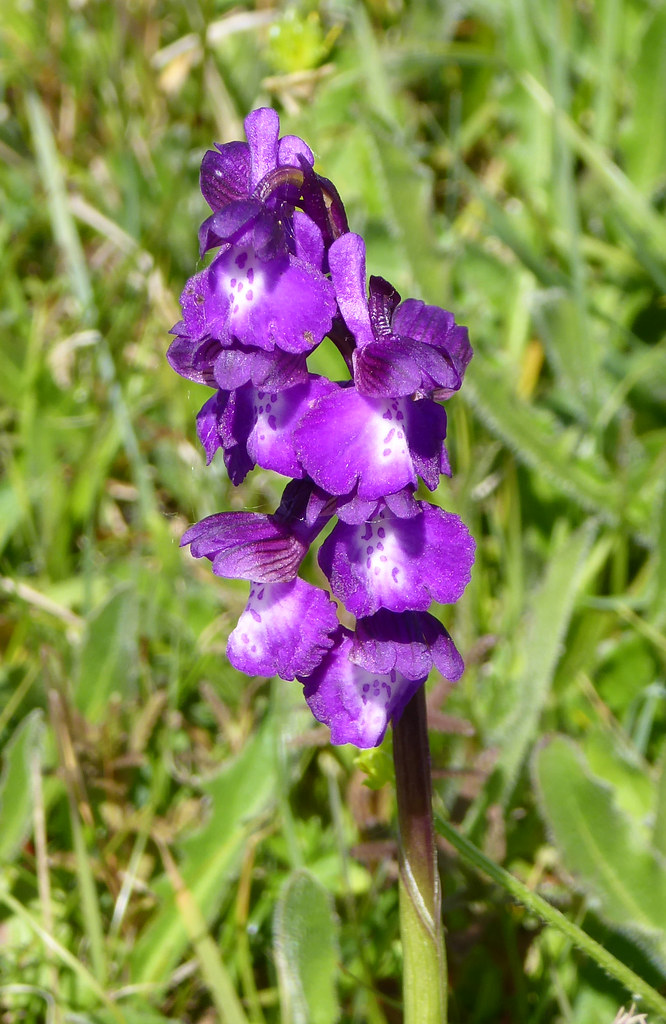 Gree-winged orchid (magenta)