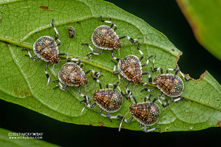 Stink bug nymphs (Pentatomidae) - DSC_5901