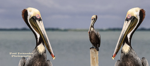 brownpelican pelicanbrown pelican pelecanusoccidentalis sanibel florida paulfernandez