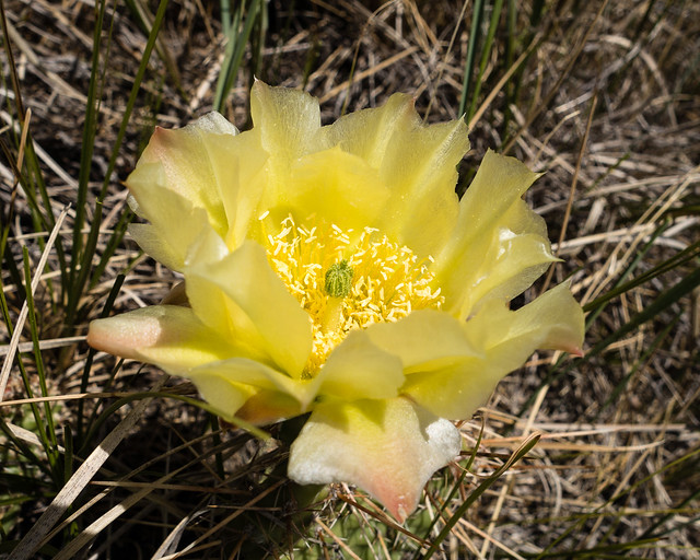 prickly pear cactus flowers