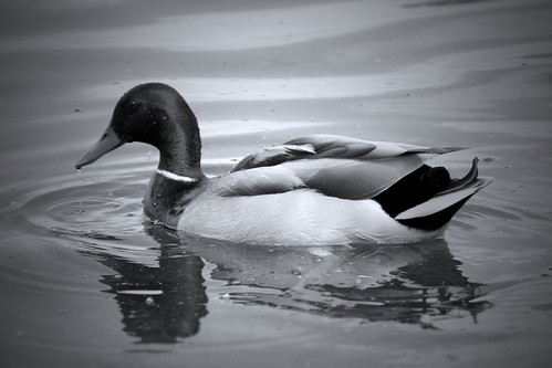 duck simple bird swimming swim swims floating ripple water lake feathers green clear black white bw grayscale monochorme mono edited cropped photo photograph photography ameatur young walk park views view harrold odell country countryside bedford bedfordshire england anglia uk unitedkingdom greatbritain waters 2017 nikon coolpix reflection reflective lonely gracefully graciously calm may spring summer beak droplets drifting beautiful flickr