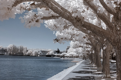 Lake Constance - Infrared shades