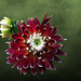 Dahlia Duo © Diane Deming - 3rd place Altered Composite