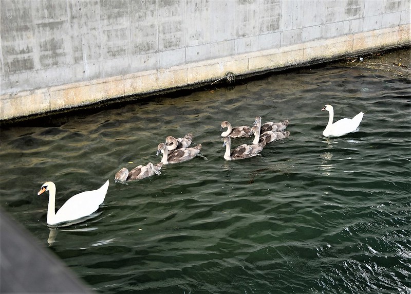 Swans 14.07 (1)