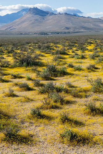 flower yellow yellowflowers ridgecrest california unitedstates us