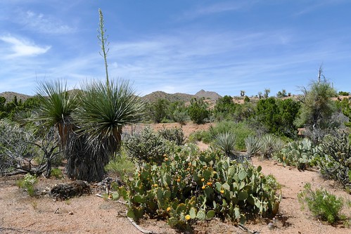 arizona desert nolina ruscaceae