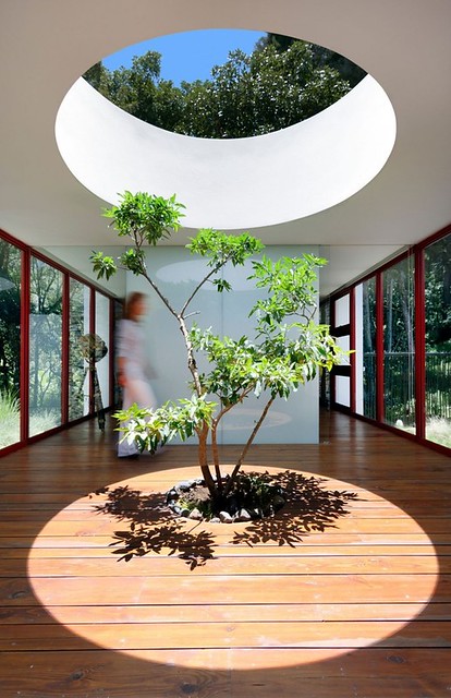 Amazing Indoor Trees to Enliven Your Interior Space