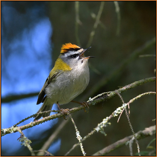 Firecrest (image 1 of 3)