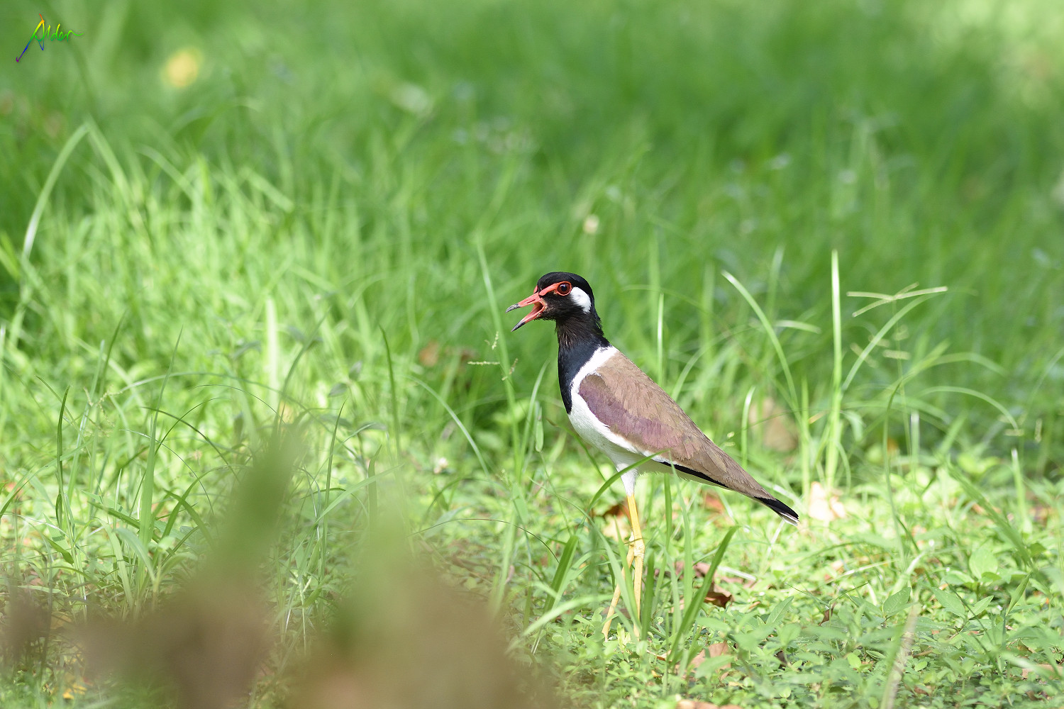 Red-wattled_Lapwing_0472