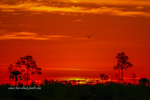 birds flock sky morning sunrise dawn landscape trees pines pinetrees clouds cloudy weather pineglades naturalarea pinegladesnaturalarea jupiter florida usa