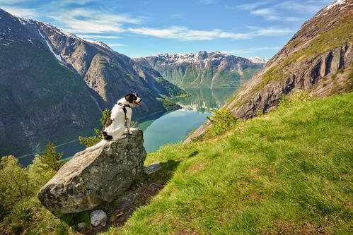 simadalsfjorden kjeåsen dog pet stare posing fjord eidfjord hardanger norway mountains scenery beauty spring may