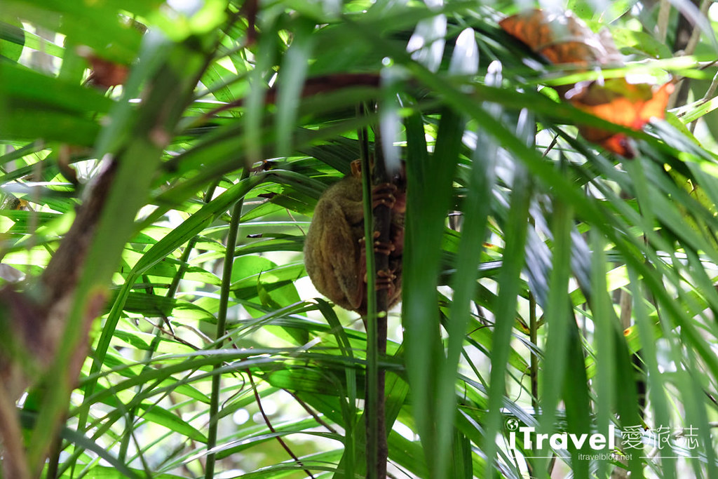 菲律宾薄荷岛眼镜猴保育中心 Tarsier Sanctuary (9)