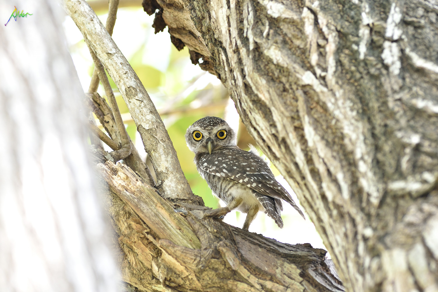 Spotted_Owlet_8710