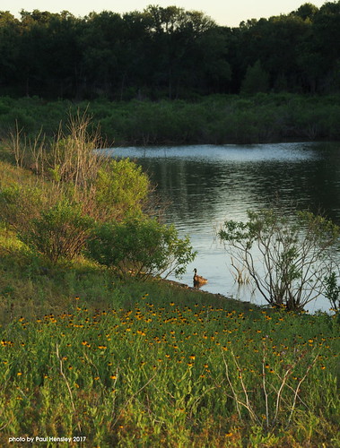 lake sunset duck smcf3570 wildflowers