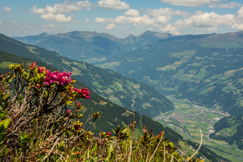 flowers wildflowers mountain alps alpine tuxalps derpenken valley zillertal zillervalley view vista zillertalalps mayrhofenimzillertal tyrol tirol austria österreich