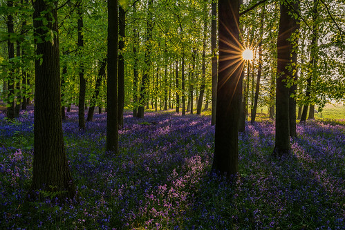 1635 6d blue bluebellwoods bluebells camera canon canon1635l canon6d colours danielborg dockeywood flowers fullframe gold green hertfordshire homecounties nature places purple sun sunrise tree trees tring wideangle woodland woods yellow ringshall england unitedkingdom gb