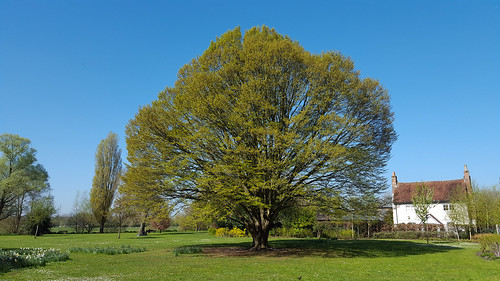 type salibury tree salisbury england unitedkingdom