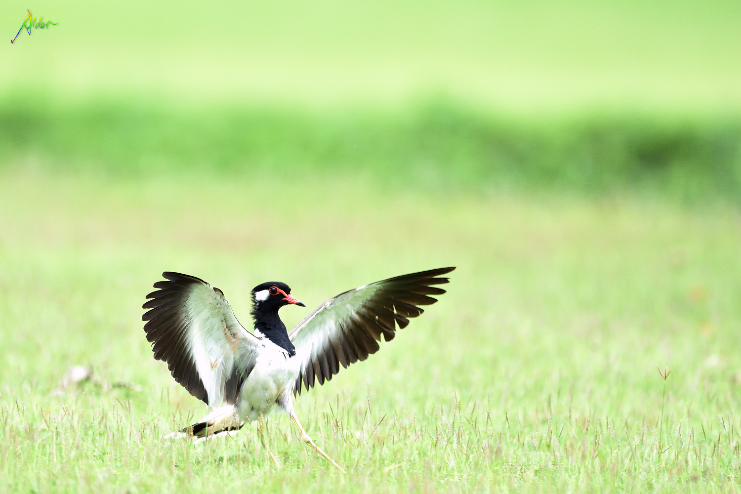 Red-wattled_Lapwing_0585