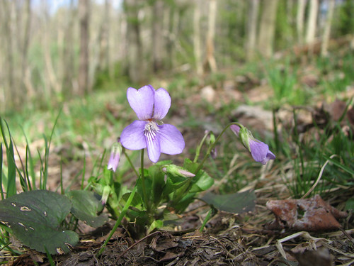 Viola appalachiensis