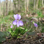 Viola appalachiensis