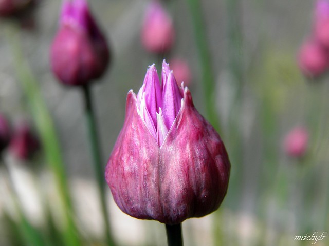 Chive Flower 4