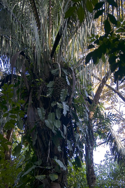 palm tree 0000 Corcovado, Osa peninsula, Costa Rica