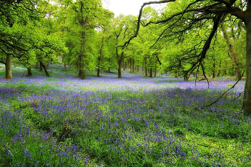 ericrobbniven scotland woods forest spring springwatch dunkeld dundee perthshire bluebells trees landscape