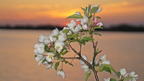 flowers sunset twilight bloom flora nature white pink 7dwf bokeh closeup apple
