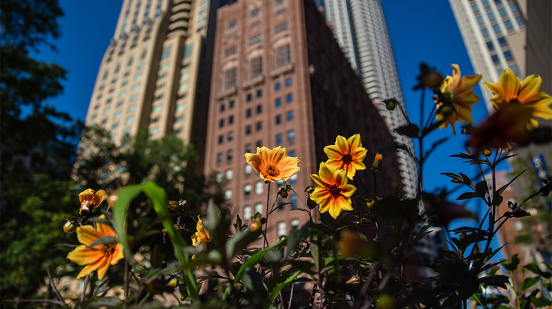 WTC flowers 2016