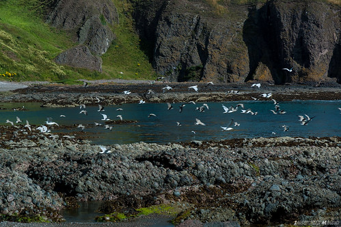 paesaggio acqua mare gabbiano landscape animale stonehaven aberdeenshire scozia gb