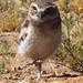 baby burrowing owl, Los Lunas, NM (c) 2017 by mark justice hinton