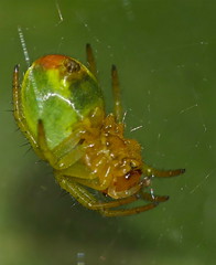 Cucumber Green Spider (Araniella cucurbitina) - Photo of Bellebat