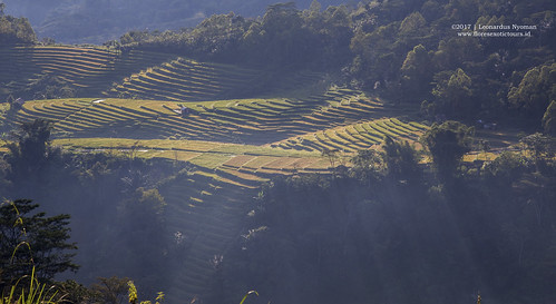 rice ricefields riceterraces paddyfield landscape ruteng manggarai floresisland indonesia floresexotictours